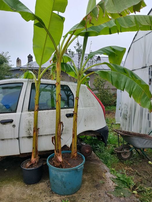 Bananieri de vânzare