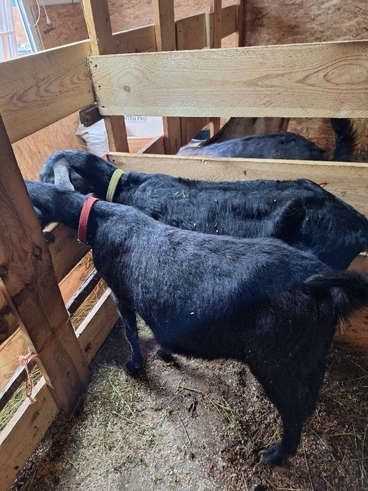 Vând 4 capre si un țap Anglonubiene