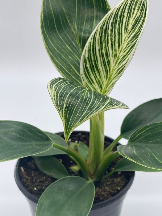 Филодендрон Биркин продажа