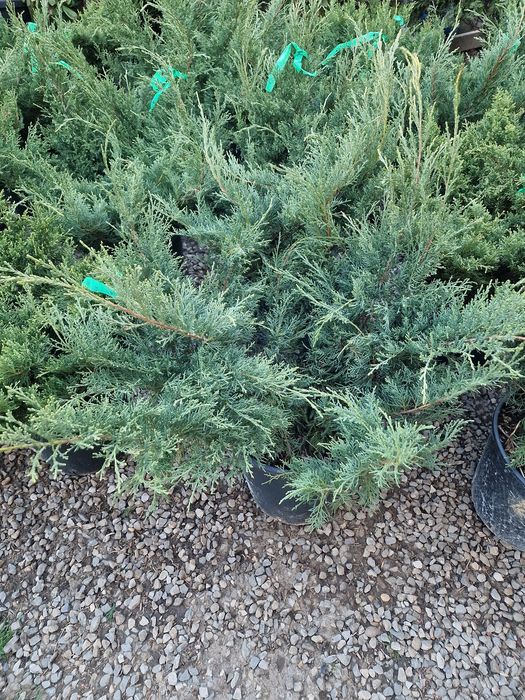 Palmier, tuia spiralata, pon pon, maslin, ienupar tarator, buxus glob.