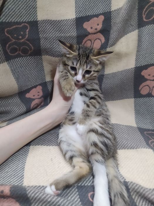 Продаются милые игривые кошечки