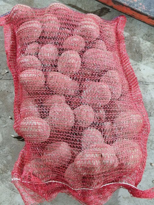 Cartof alb si rosu cu miezul galben