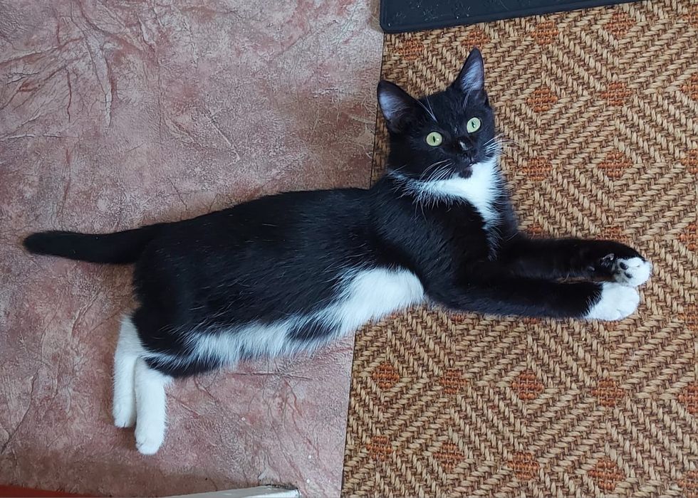 Котики ласковые :3