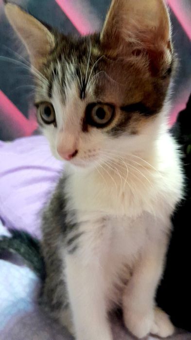 Отдам котенка  в добрые руки