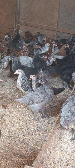 Gâște pui rasă mixta și puice ouătoare de vânzare