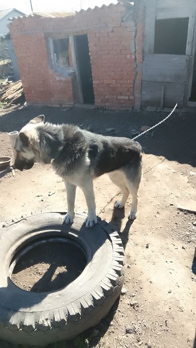 Европейская овчарка