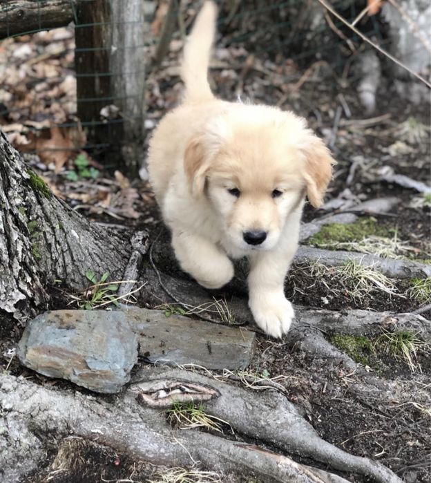 Золотистый Лабрадор ретривер