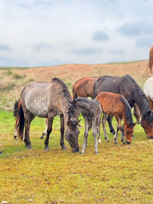 Бие сатылады сартөбе