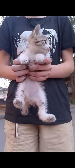 Котенок  девочка