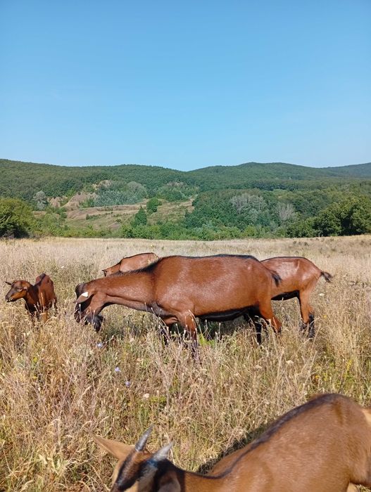 Țap Alpina Franceză