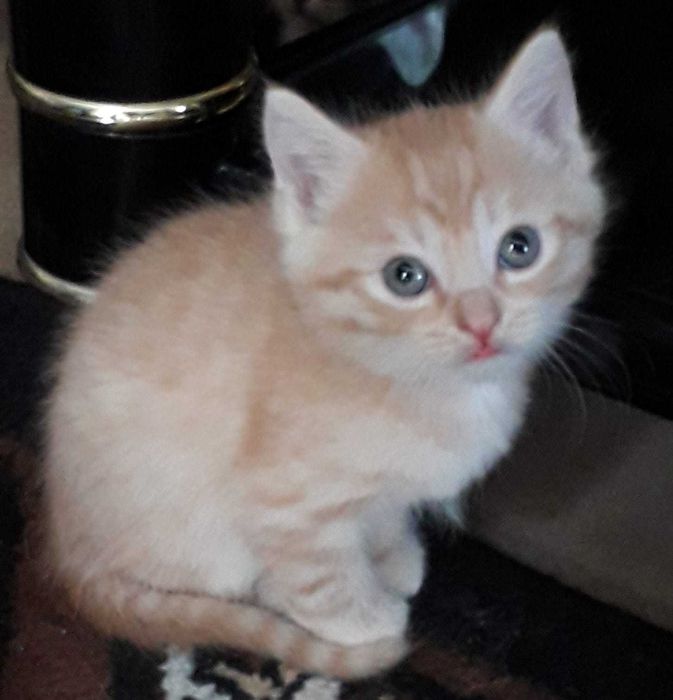 Отдам котят в добрые руки