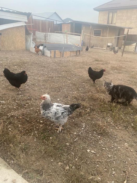 Продаются черные куры несушки