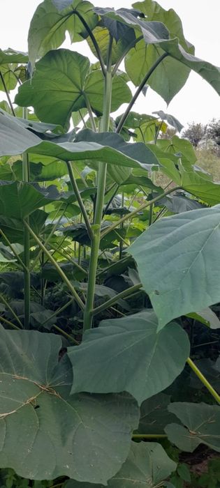 Продавам фиданки Пауловния