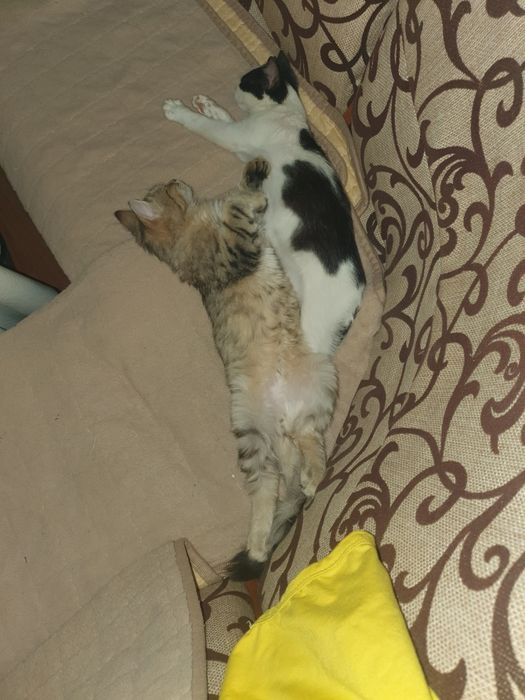 Котик девочка бесплатно