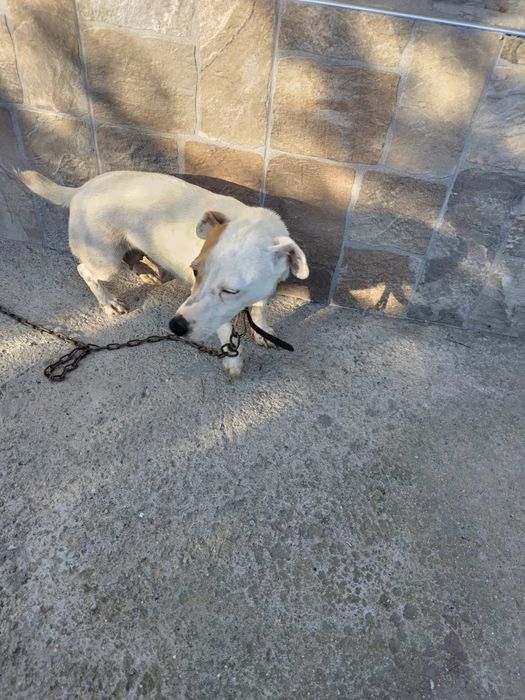 Джак Ръсел Териер мини