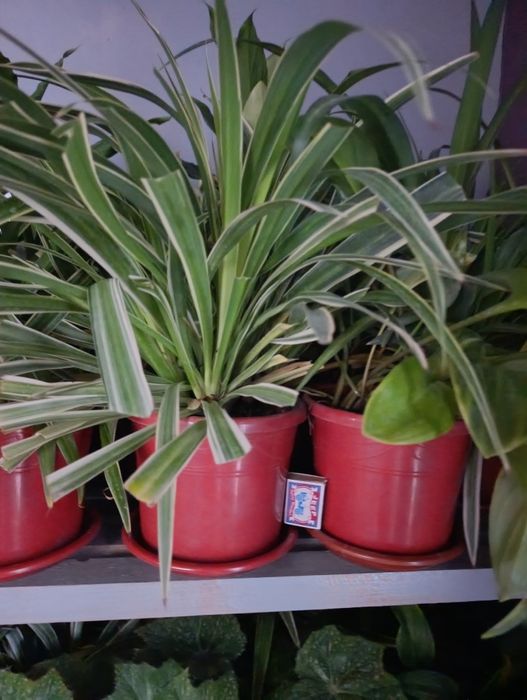 Sasiveriya hlorafitum spatifilum guli Комнатный растения