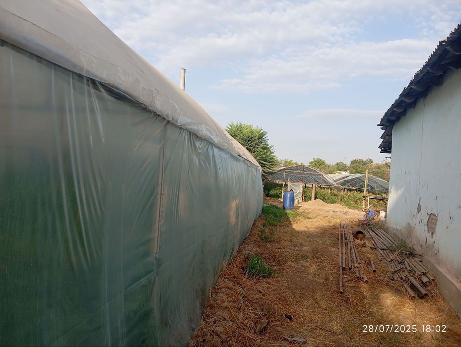 Чиназ, Олмазорда уй сотилади