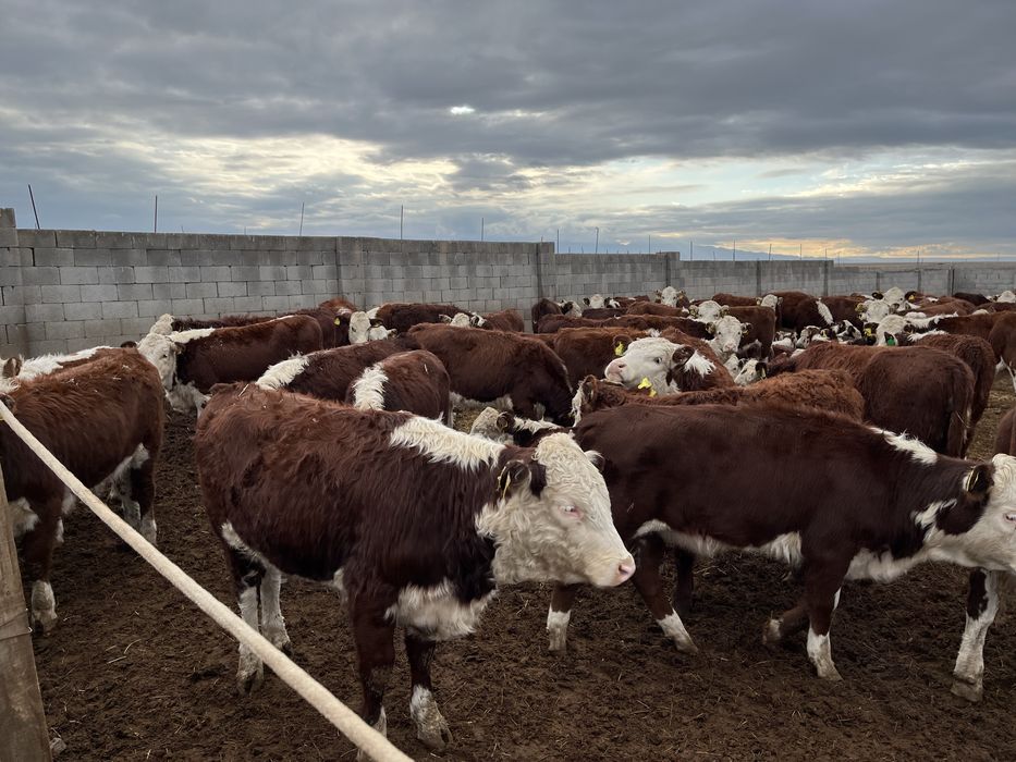 Буаз Акбастар племенной