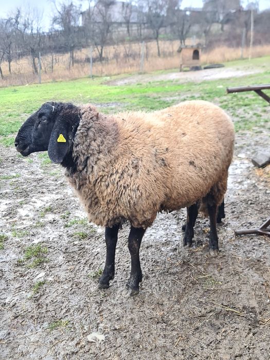 Vând berbec carabaș pentru rudă