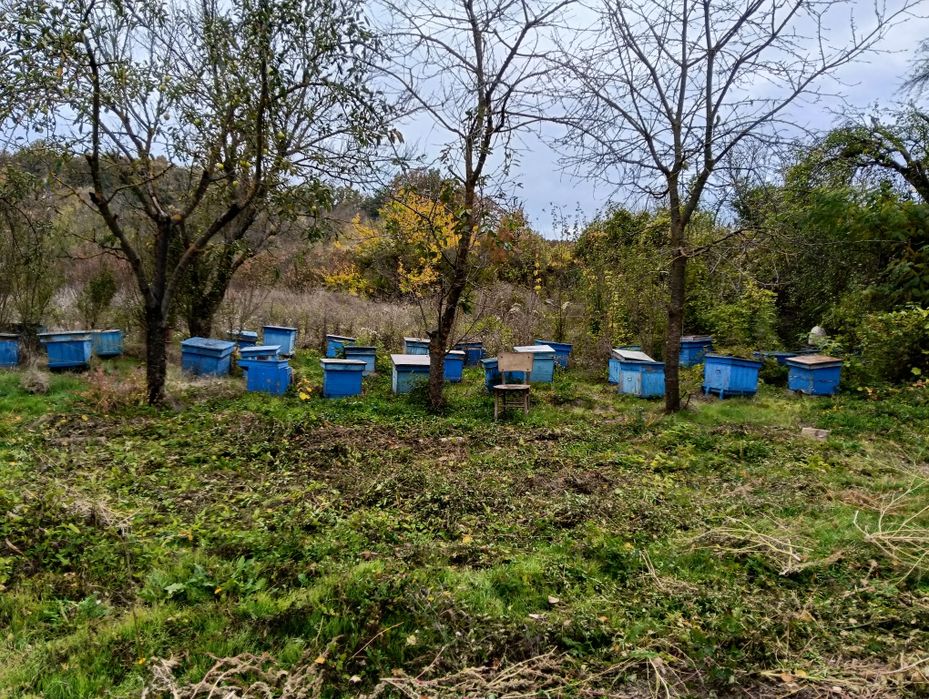 Пчелни кошери за пчели