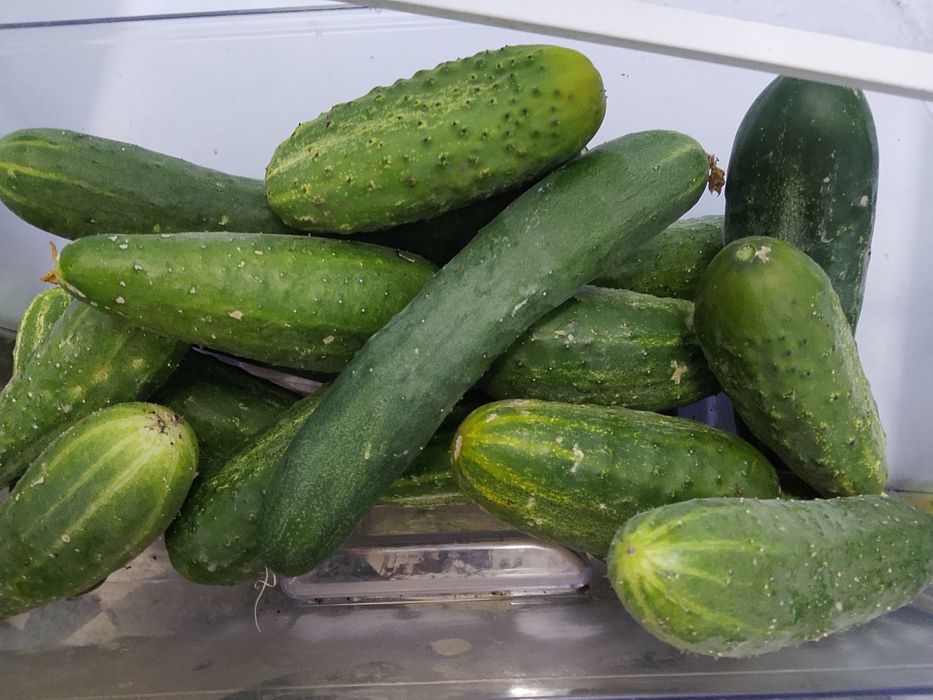 Продам  огурцы  местные