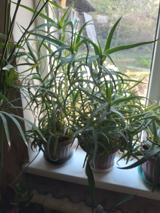 Продам Алоэ. Самовывоз.