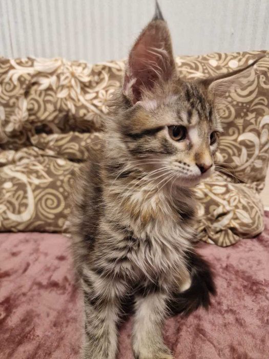 Котята Мейн-кун (девочки)