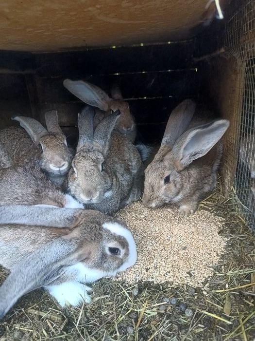 Vând /schimb iepuri 40 lei