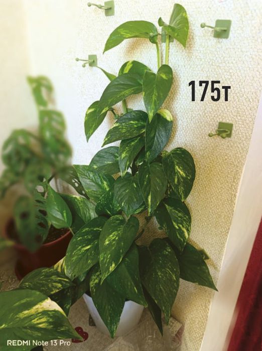 Домашние комнатные цветы здоровые ухоженные