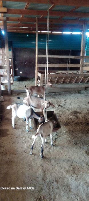 Ұрғашы тәуір лақтар бар 3 шт