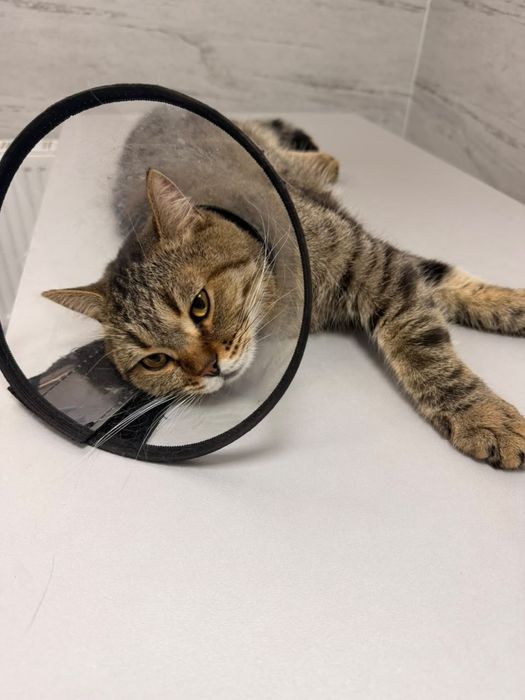 Найден домашний котик возле театра