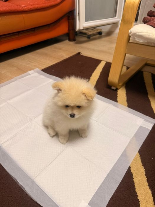 Vand pomeranian 2 luni