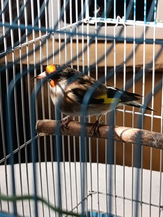 Ассалому алейкум норча дурагай сотилади, тинмиди сайрашда