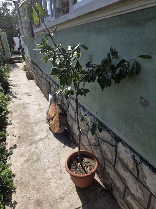 Dafin 140 cm 8 ani