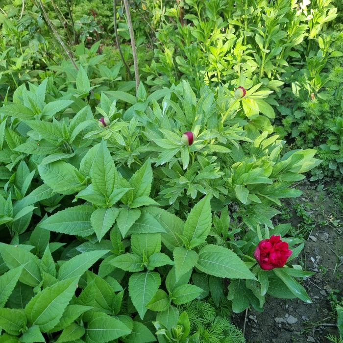 Эксклюзивные букеты(Eksklyuziv buketlar)