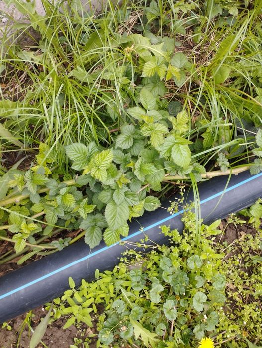 саженцы молодые .