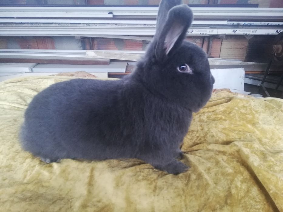 Продавам  зайци различни породи