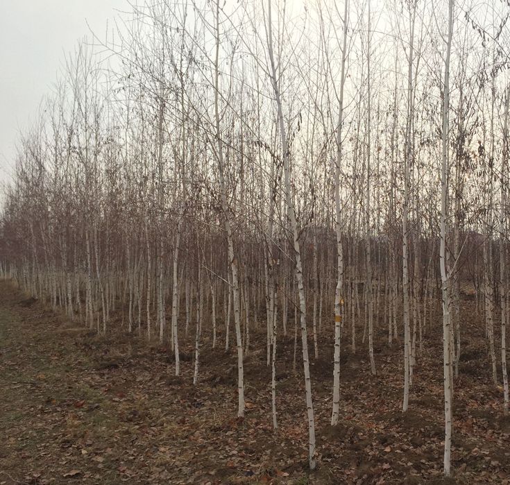 Берёза Пушистая Листья