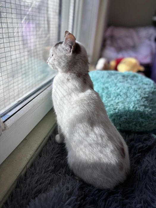 Руби на 7 м, нежна и спокойна, търси дом