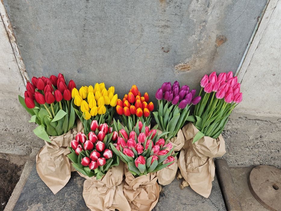 Тюльпаны оптом высшего качества