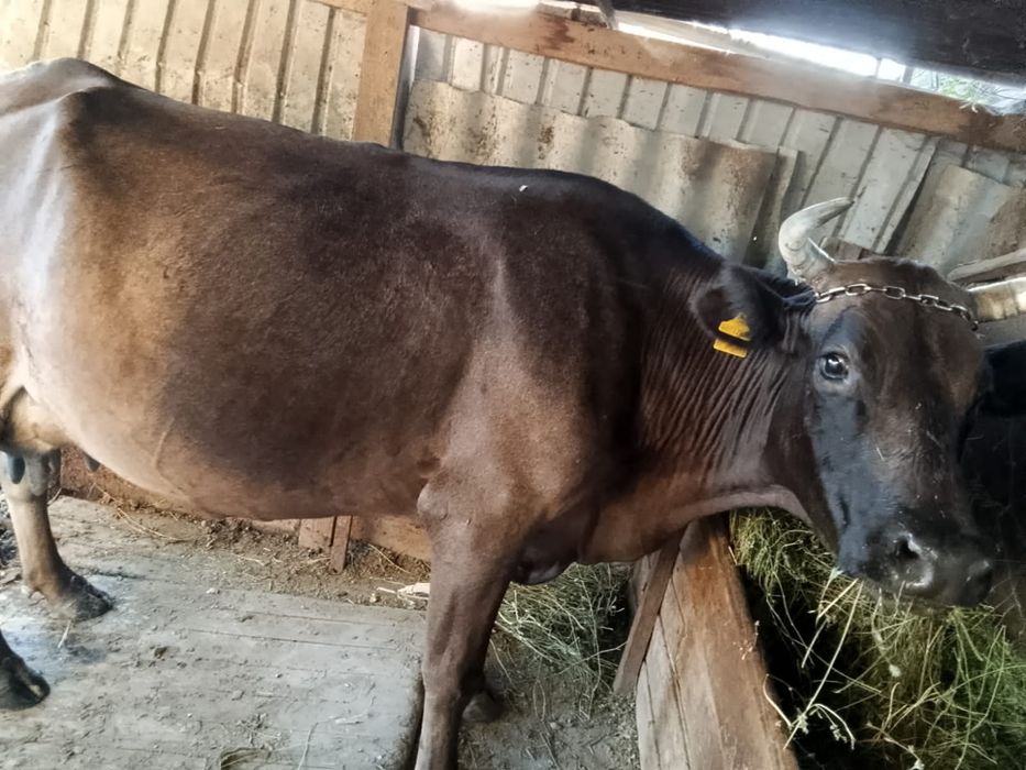 Продам дойных коров стельные