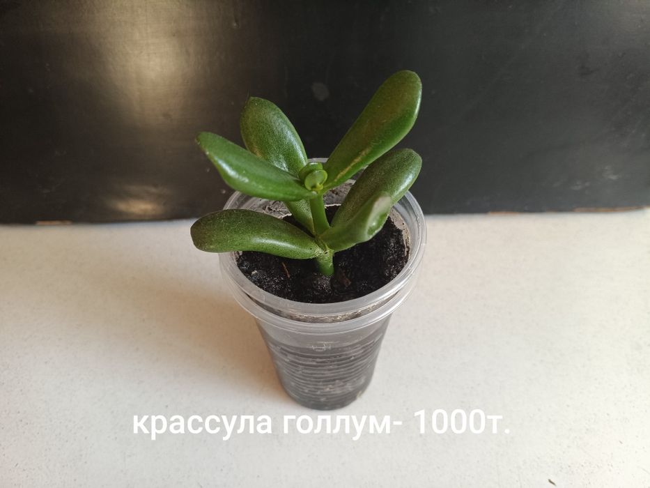 Отростки растений!