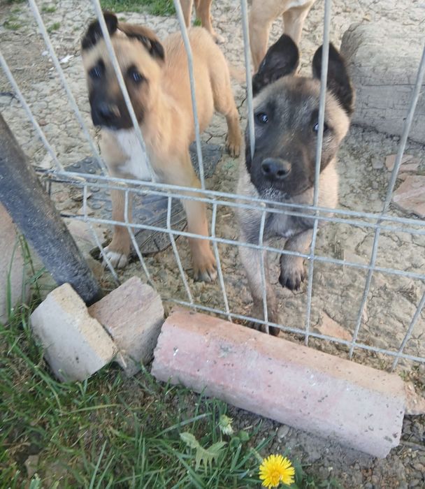 Donez Ciobanesc belgian malinois
