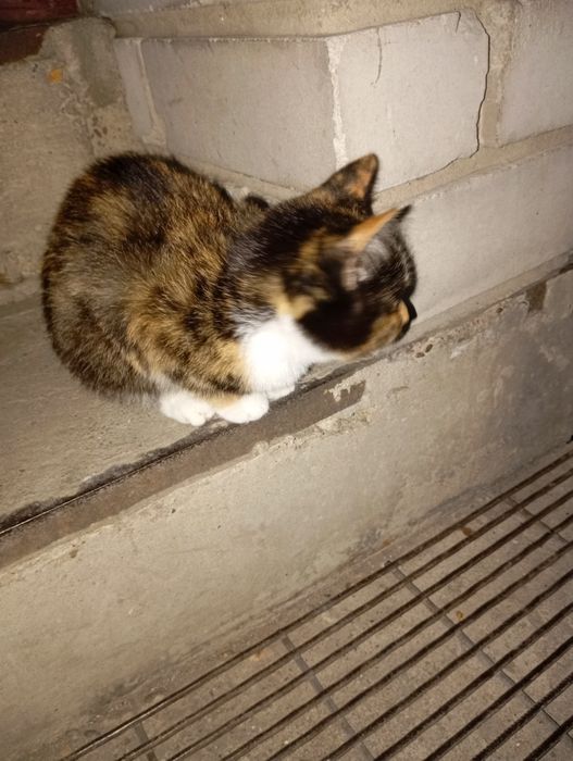 Отдам котенка...