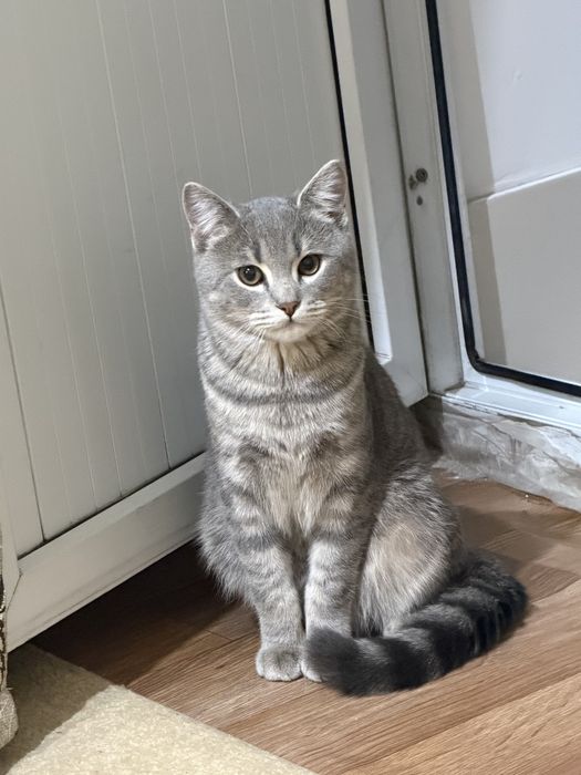 Кот 8 месяцев метис
