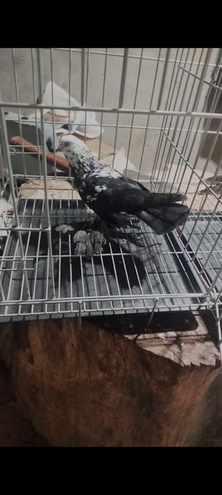 В продаже самец сочь