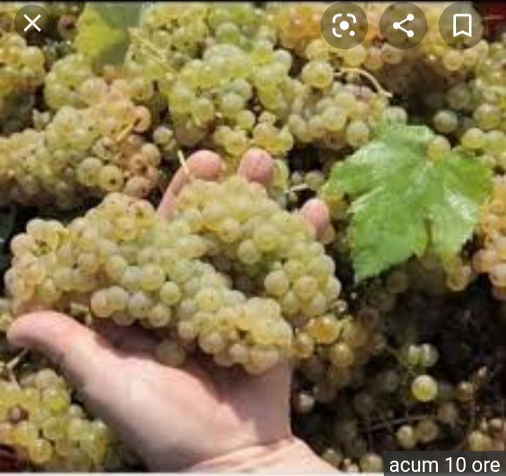 Struguri de vin toate soiurile disponibile
