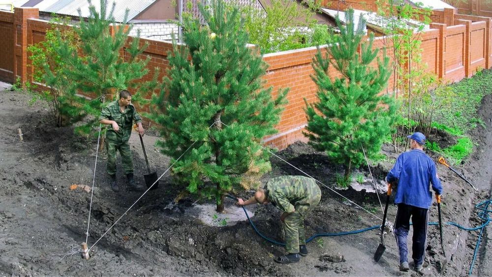 Голубая ель, зеленая ель с посадкой