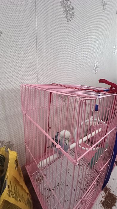 папугай мальчикк