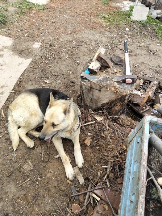 Собака в добрые руки